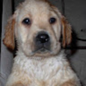 Meet your Posher, Lowell